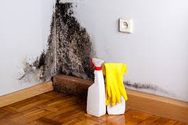 Why You Should Choose Our Mold Remediation Services in Las Quintas Fronterizas, TX